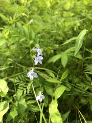 Lobelia spicata
