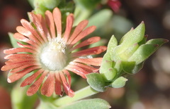 Mestoklema tuberosum