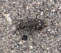 Cicindela oregona oregona