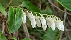 Lyonia ovalifolia