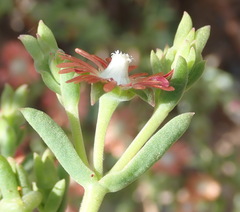 Mestoklema tuberosum