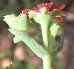 Mestoklema tuberosum