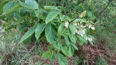 Lyonia ovalifolia