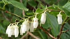 Lyonia ovalifolia