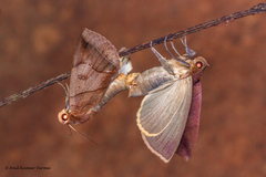 Ophiusa
