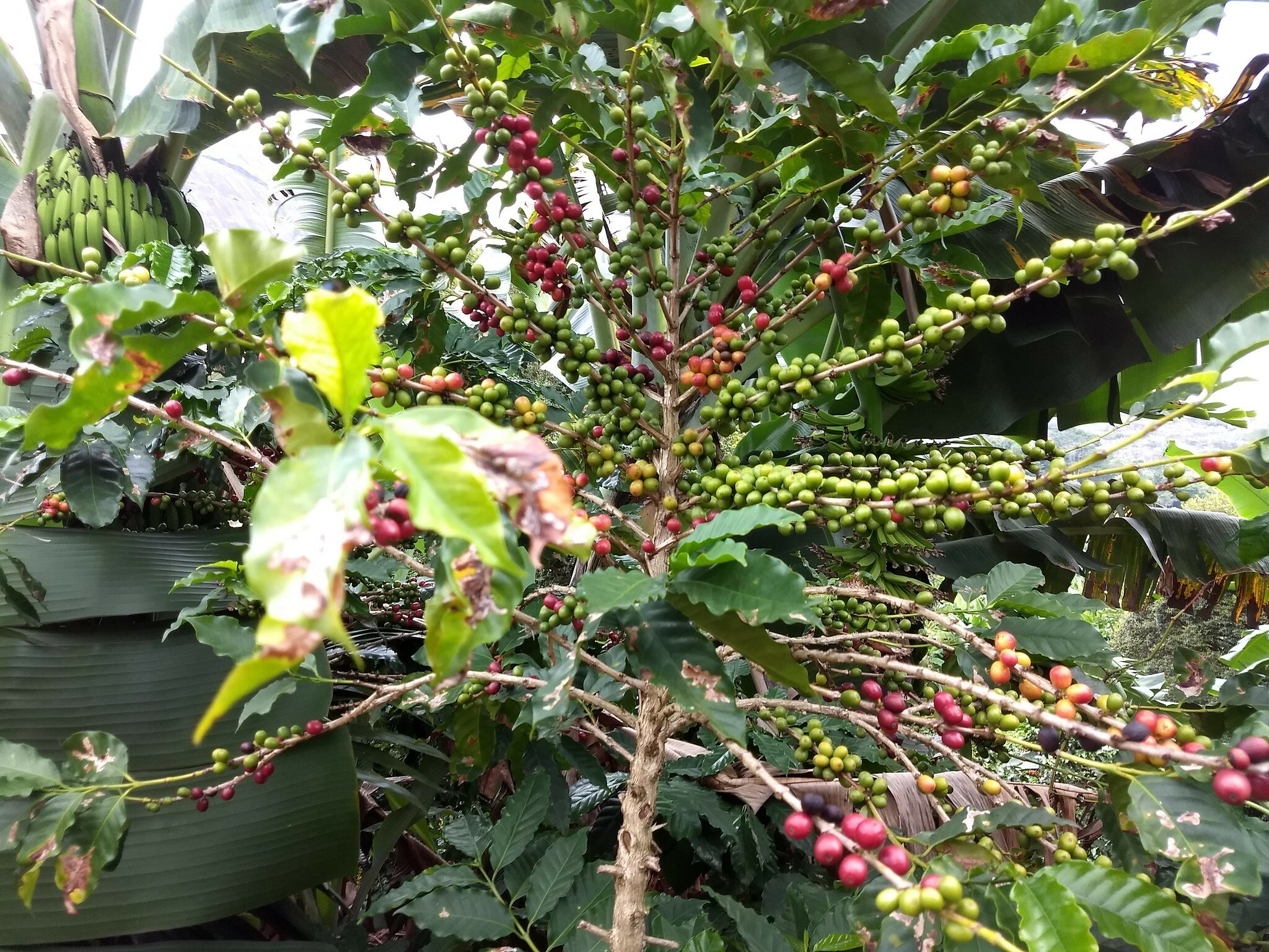 Imagem de Café