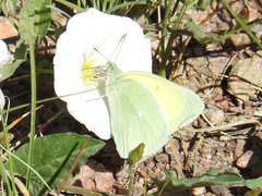 Colias alexandra