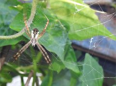 Argiope perforata
