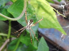 Argiope perforata