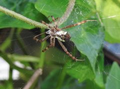 Argiope perforata