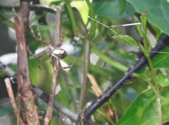 Argiope perforata