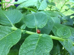 Harmonia axyridis