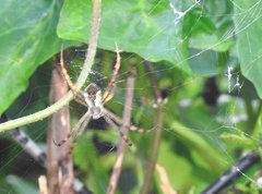 Argiope perforata