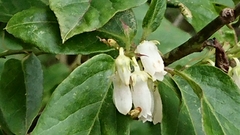 Lyonia ovalifolia