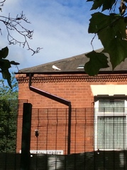 Columba livia domestica