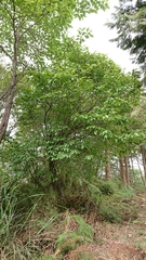 Lyonia ovalifolia
