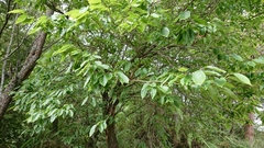 Lyonia ovalifolia