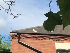 Columba livia domestica