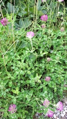 Trifolium pratense