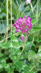 Trifolium pratense