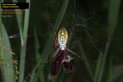 Argiope catenulata