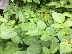 Coccinella septempunctata