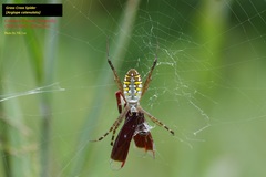 Argiope catenulata