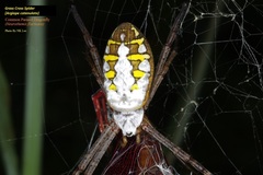 Argiope catenulata