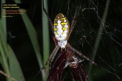 Argiope catenulata