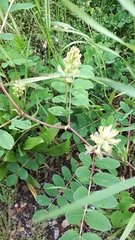 Astragalus glycyphyllos