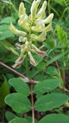 Astragalus glycyphyllos