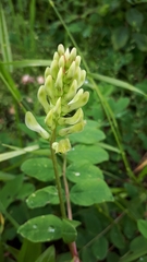 Astragalus glycyphyllos