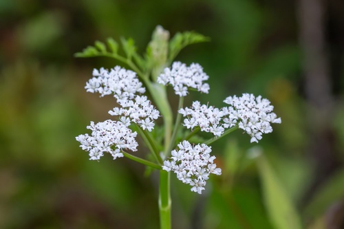 Fine-leaved Water-dropwort