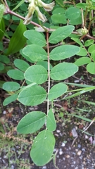 Astragalus glycyphyllos