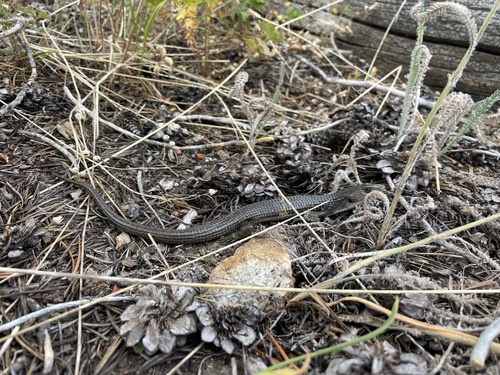 iNaturalist observation photo of Northern Alligator Lizard