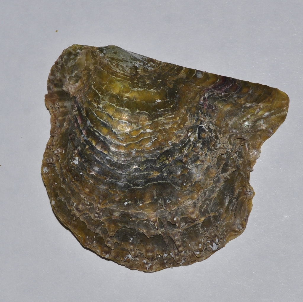 Pearl Oysters