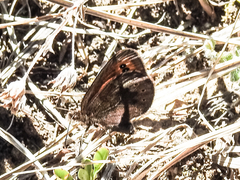 Erebia epipsodea epipsodea