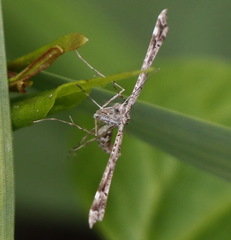 Amblyptilia