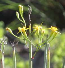 Senecio junceus