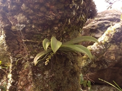 Sarcochilus falcatus