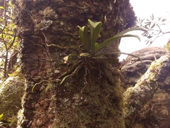 Sarcochilus falcatus