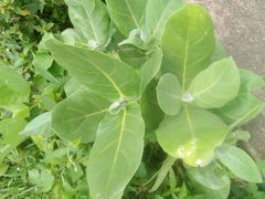 Calotropis procera image