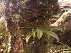 Sarcochilus falcatus