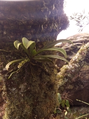 Sarcochilus falcatus