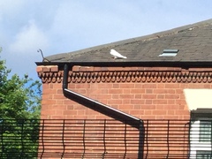 Columba livia domestica