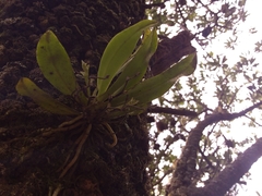 Sarcochilus falcatus