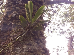 Sarcochilus falcatus
