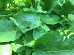 Coccinella septempunctata