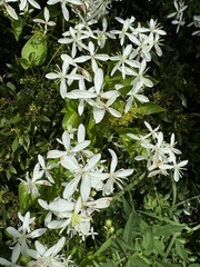 Clematis terniflora image