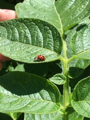 Harmonia axyridis